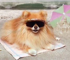 Pomeranian wearing sunglasses